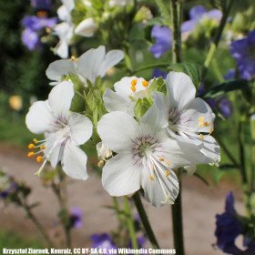 Jacinthe des Alpes, Polémoine bleue, Polemonium caeruleum